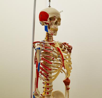 Skeleton Model